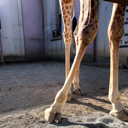 レア！ キリン ★ 大腿骨（femur leg bone） fr220019_1.jpg