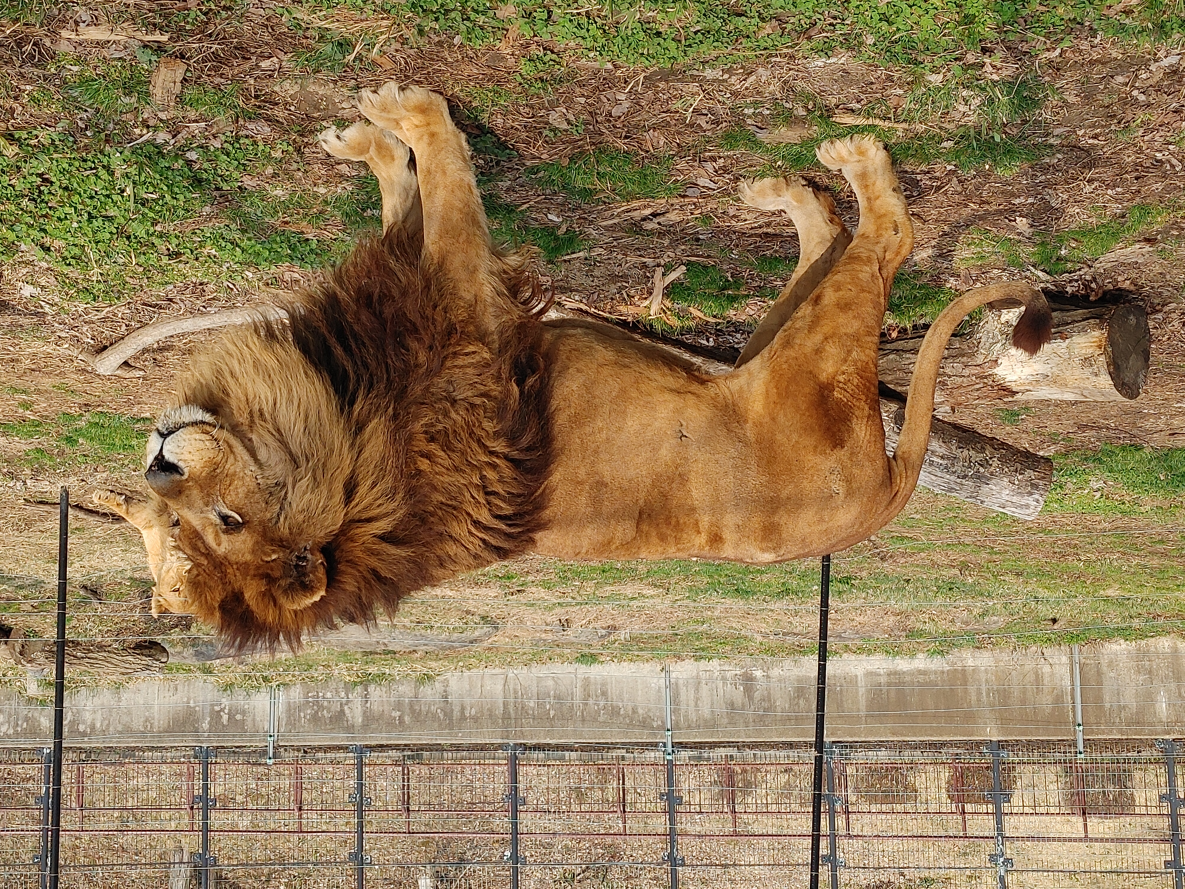 ライオンのオスのキングについて 盛岡市動物公園 Zoomo
