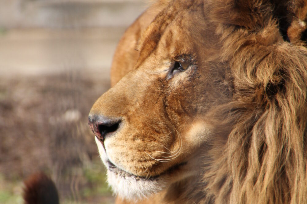 ライオンのオスの キング について ご報告 盛岡市動物公園 Zoomo