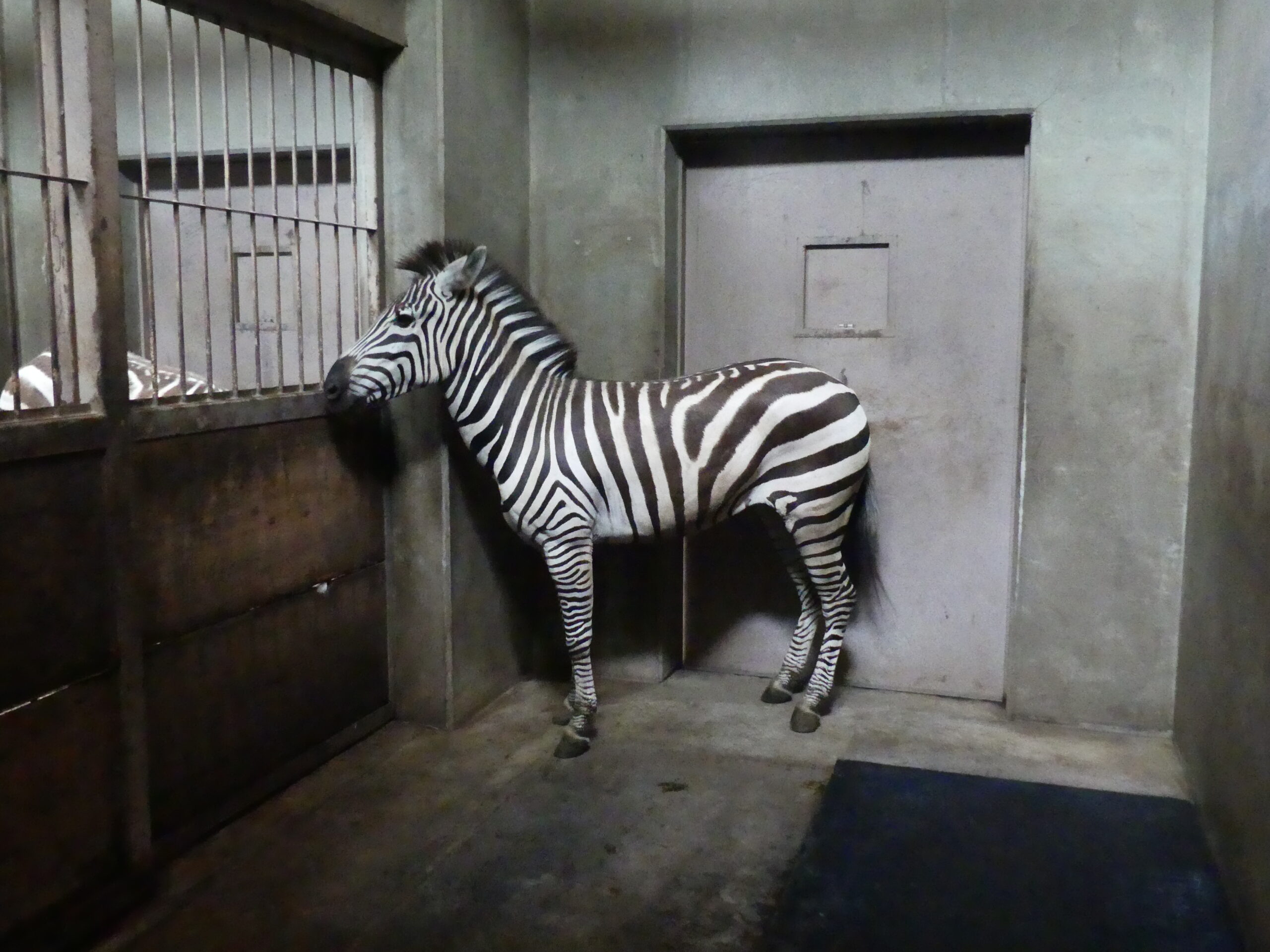 グラントシマウマが来園しました 盛岡市動物公園 Zoomo グラントシマウマが来園しました 盛岡市動物公園 Zoomo