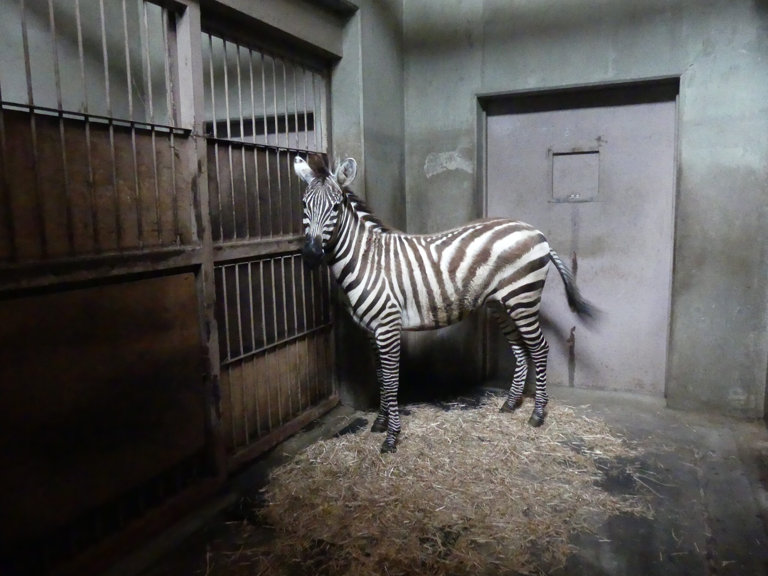 グラントシマウマが来園しました 盛岡市動物公園 Zoomo グラントシマウマが来園しました 盛岡市動物公園 Zoomo