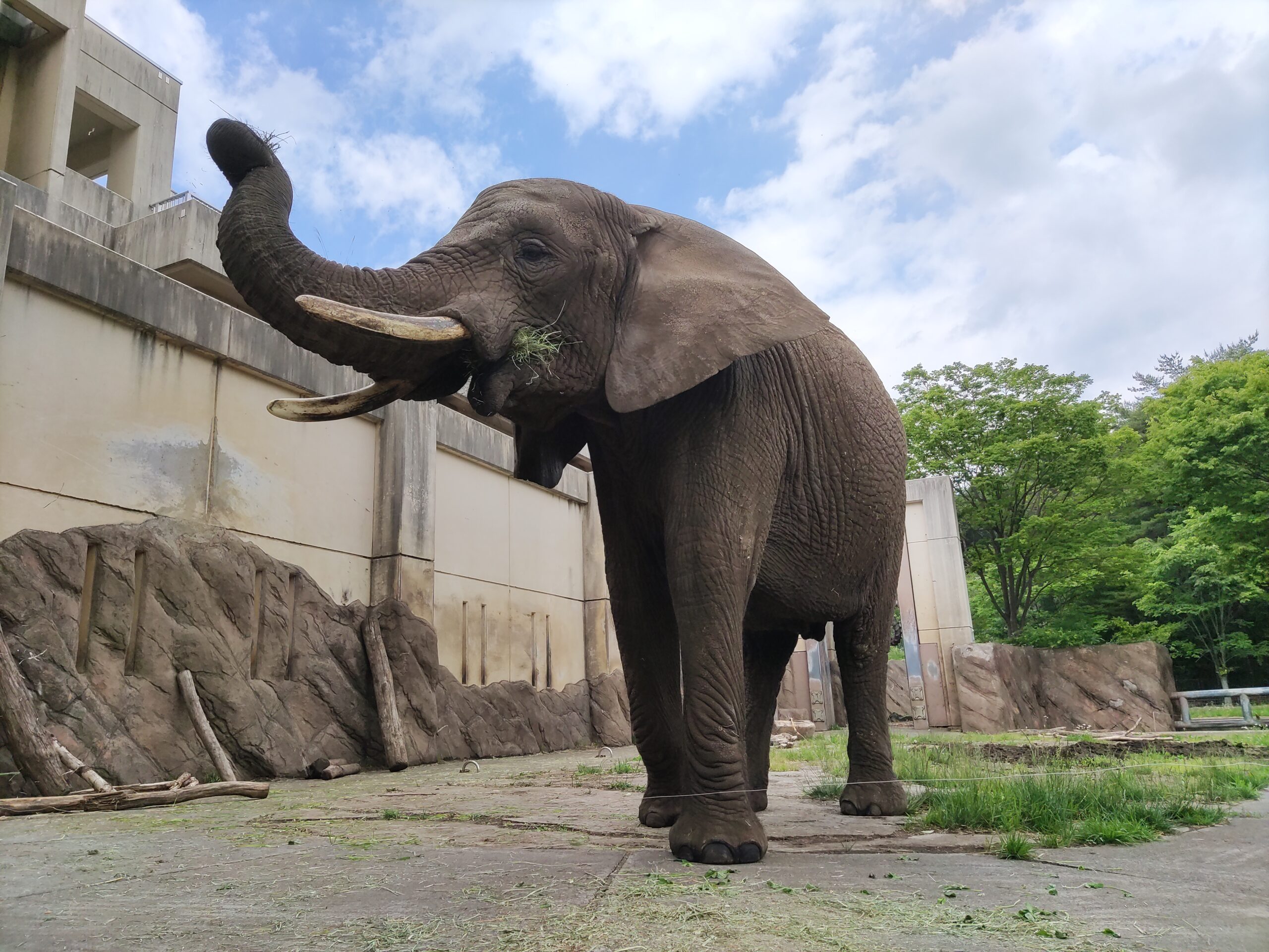 アフリカゾウのメスの マオ 腹痛による体調不良の回復について 盛岡市動物公園 Zoomo