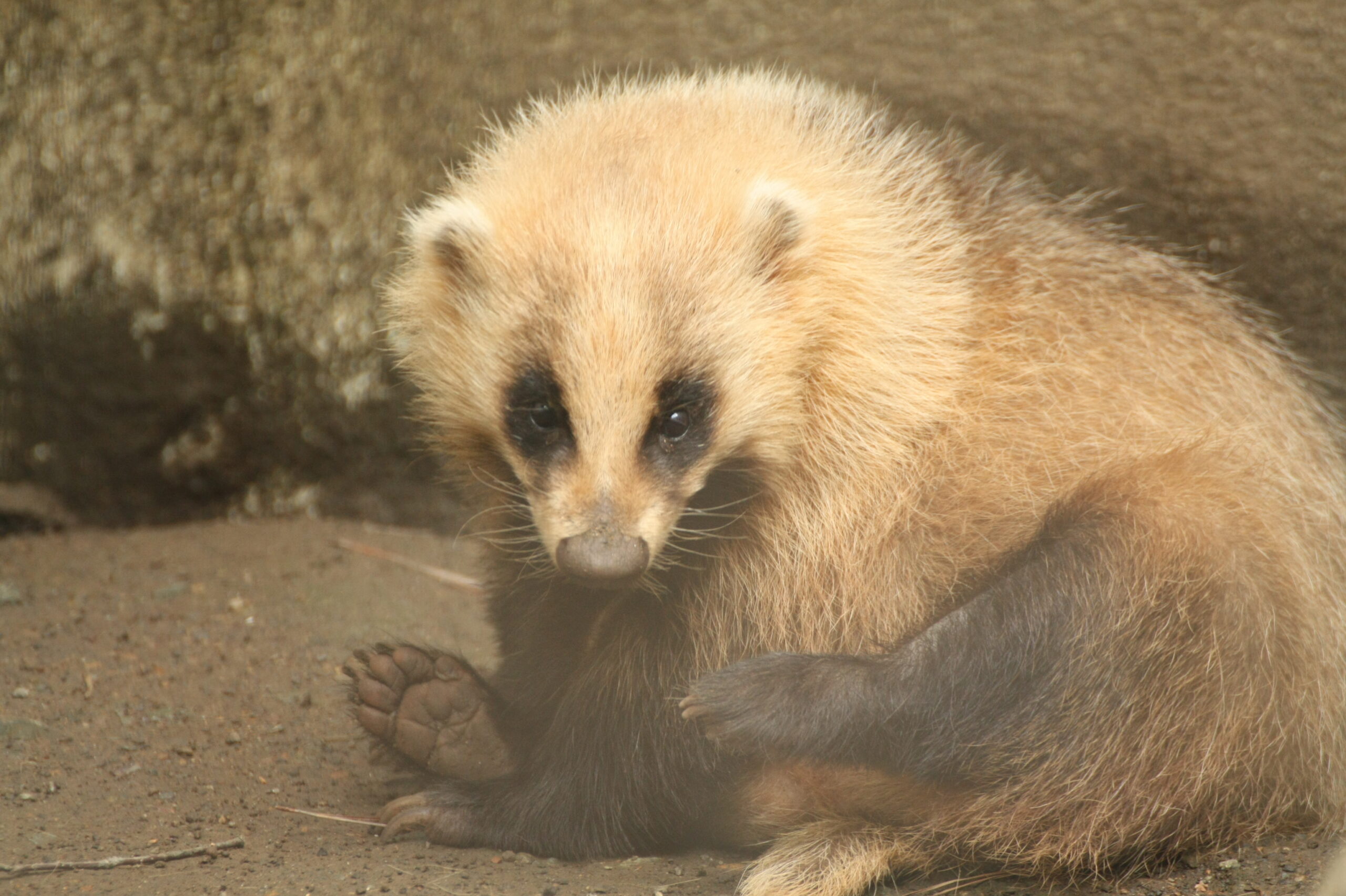 ニホンアナグマ 盛岡市動物公園 Zoomo