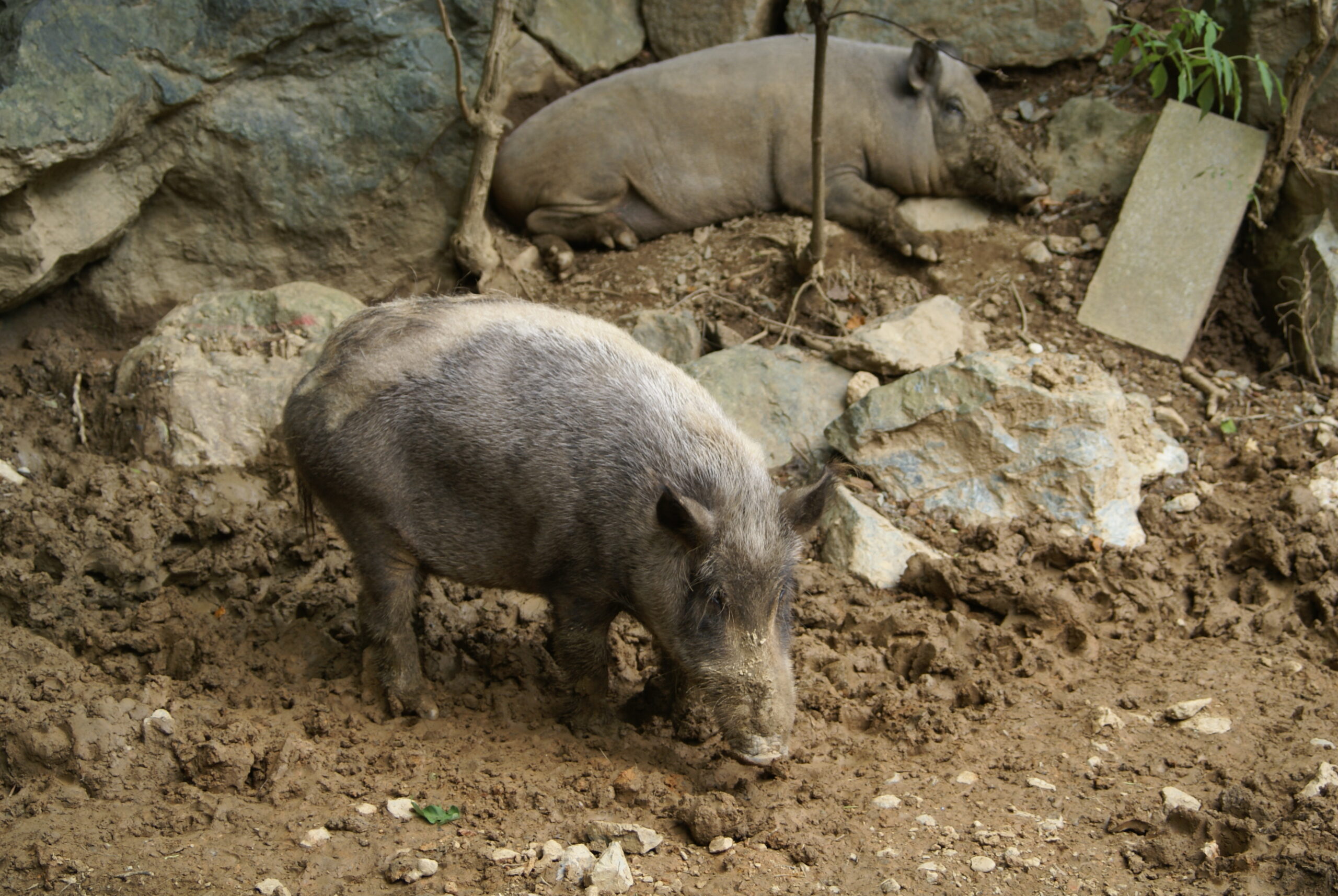 ニホンイノシシ - 盛岡観光におすすめ！ 盛岡市動物公園 ZOOMO【公式】｜お土産も充実