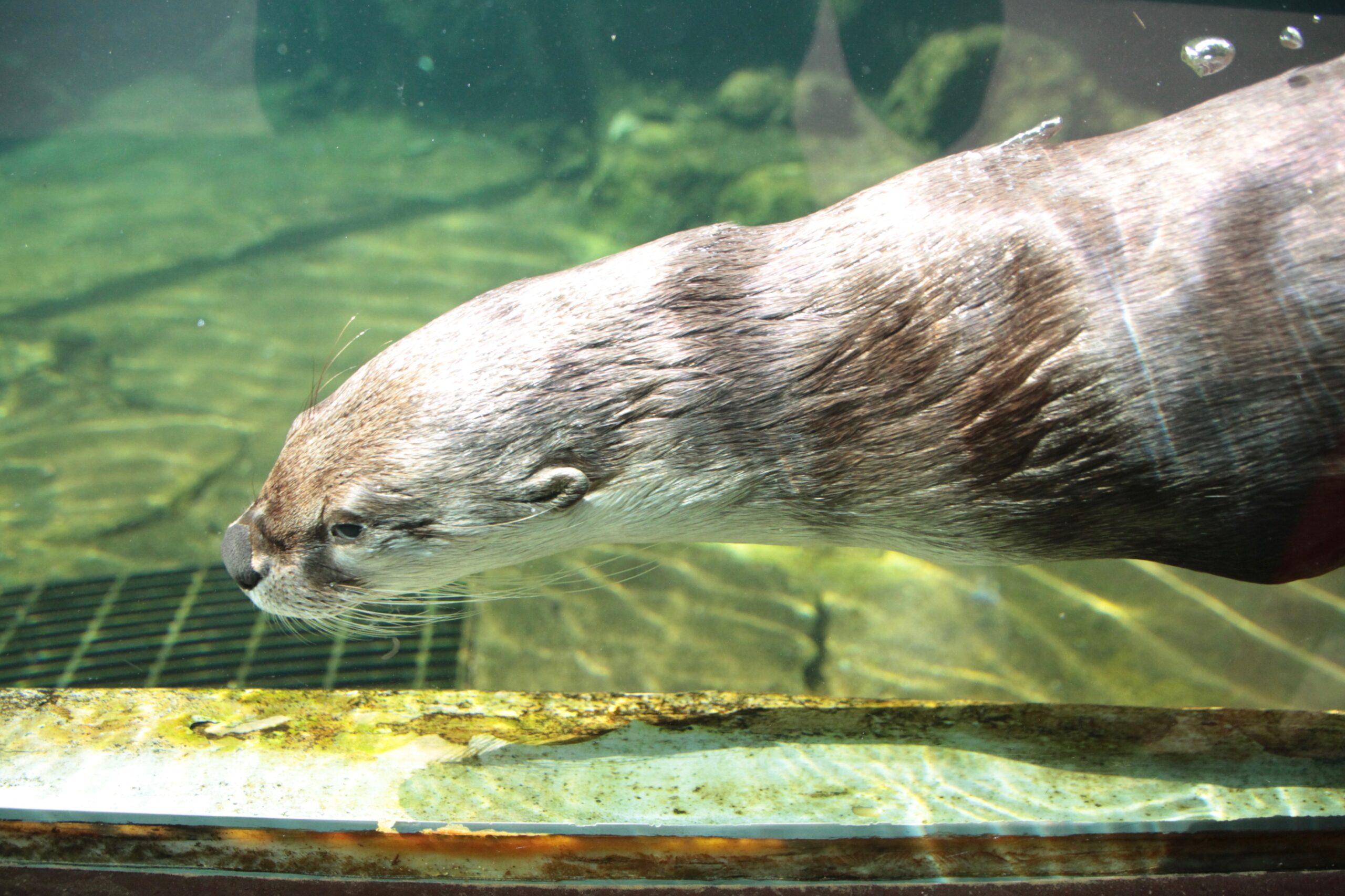 カナダカワウソ - 盛岡観光におすすめ! 盛岡市動物公園 ZOOMO【公式】|お土産も充実
