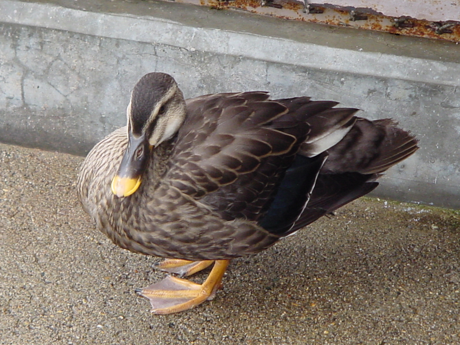 カルガモ - 盛岡観光におすすめ! 盛岡市動物公園 ZOOMO【公式】|お土産も充実