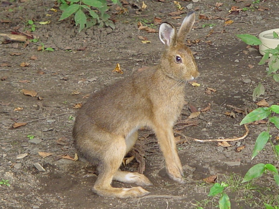 トウホクノウサギ 盛岡市動物公園 Zoomo