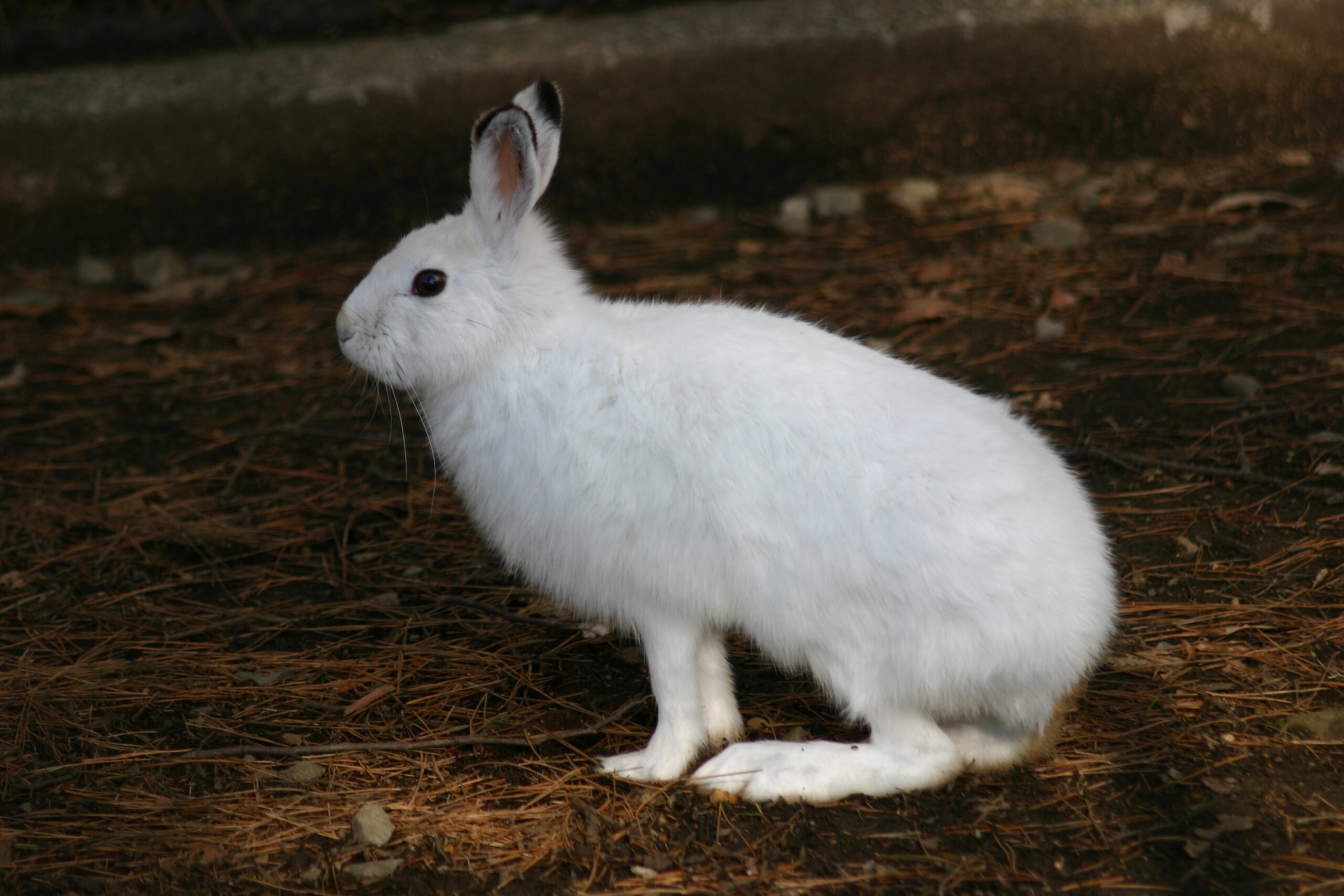 トウホクノウサギ - 盛岡観光におすすめ! 盛岡市動物公園 ZOOMO【公式】|お土産も充実