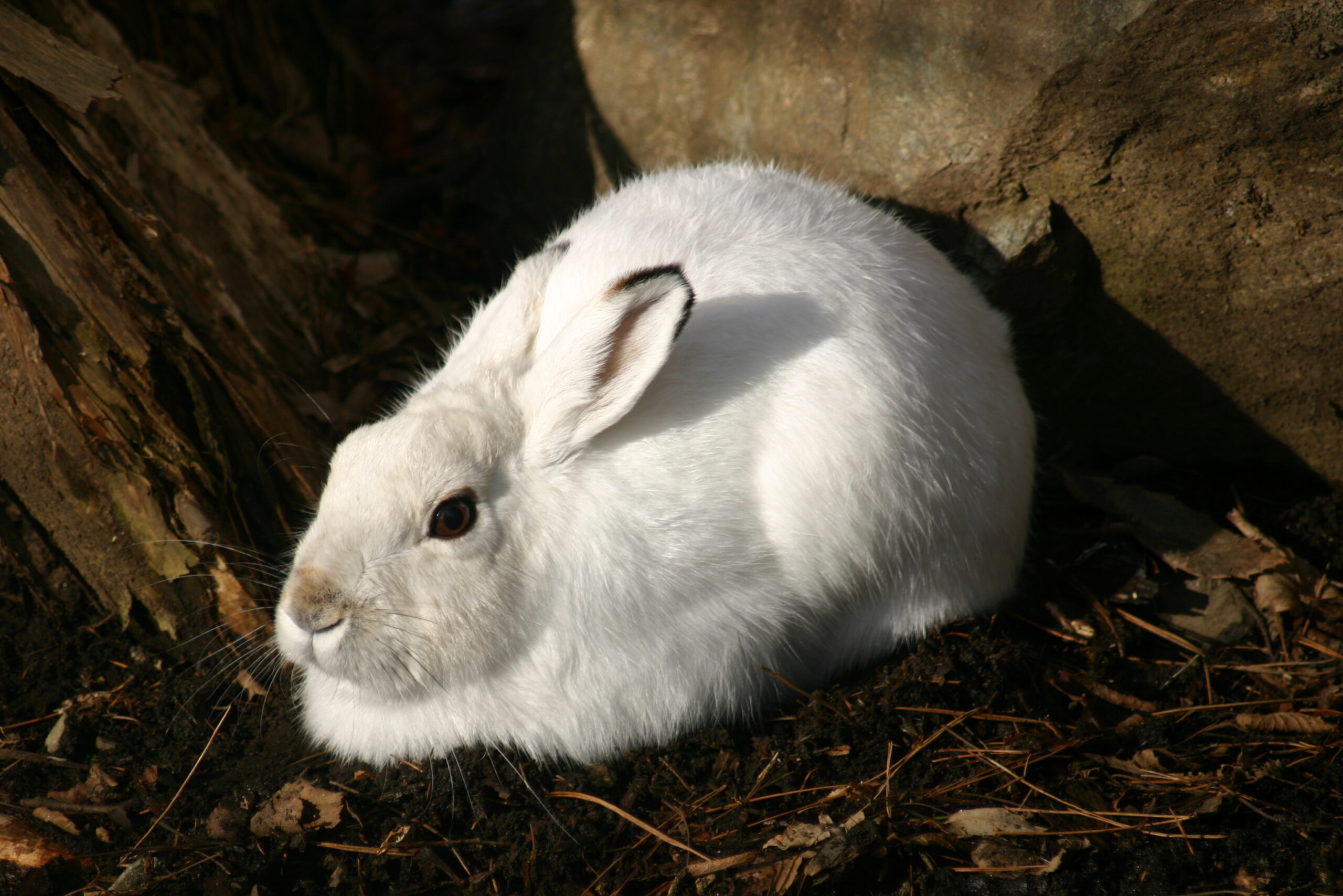 トウホクノウサギ - 盛岡観光におすすめ! 盛岡市動物公園 ZOOMO【公式】|お土産も充実