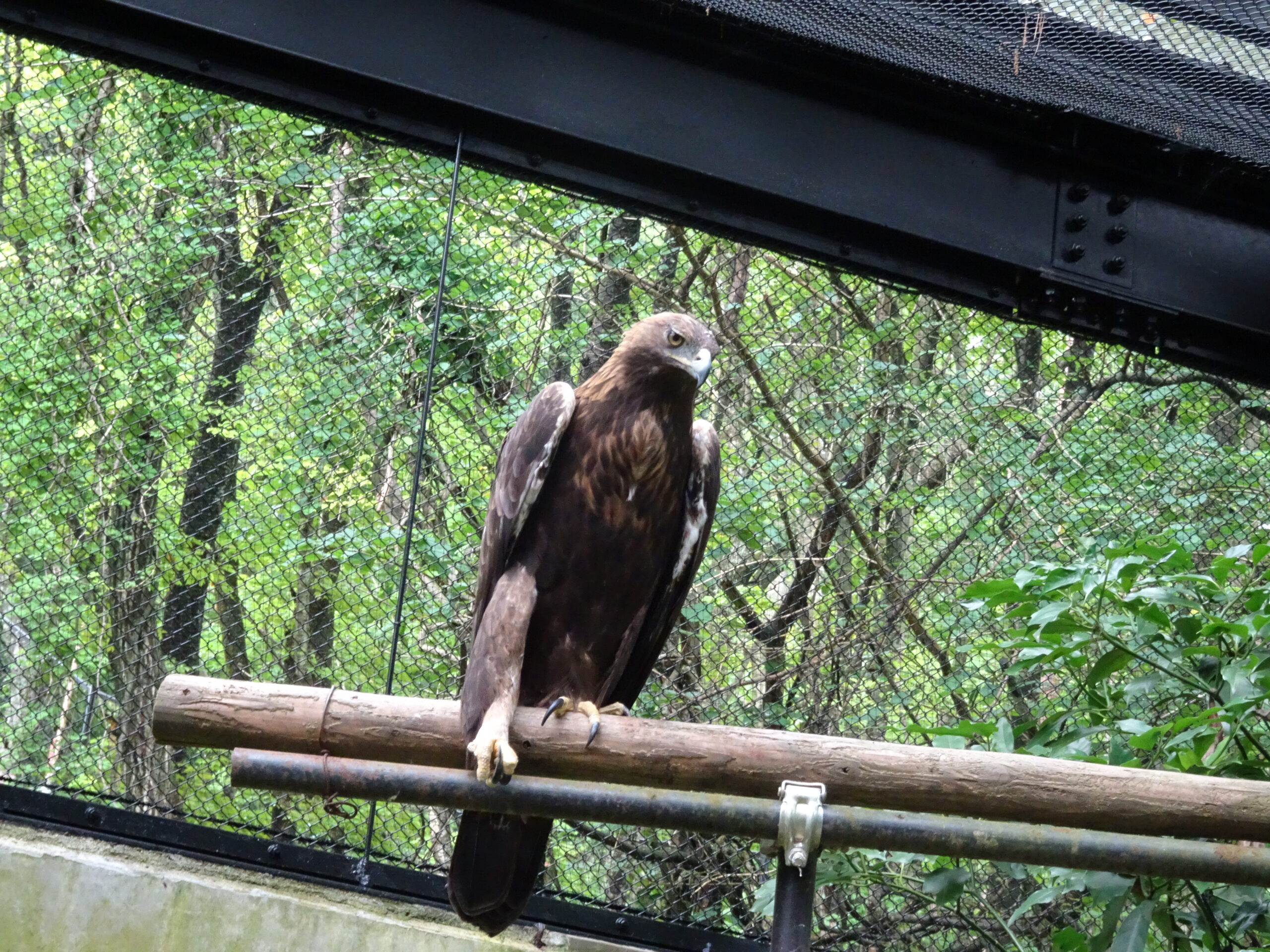 ニホンイヌワシ - 盛岡観光におすすめ！ 盛岡市動物公園 ZOOMO【公式】｜お土産も充実