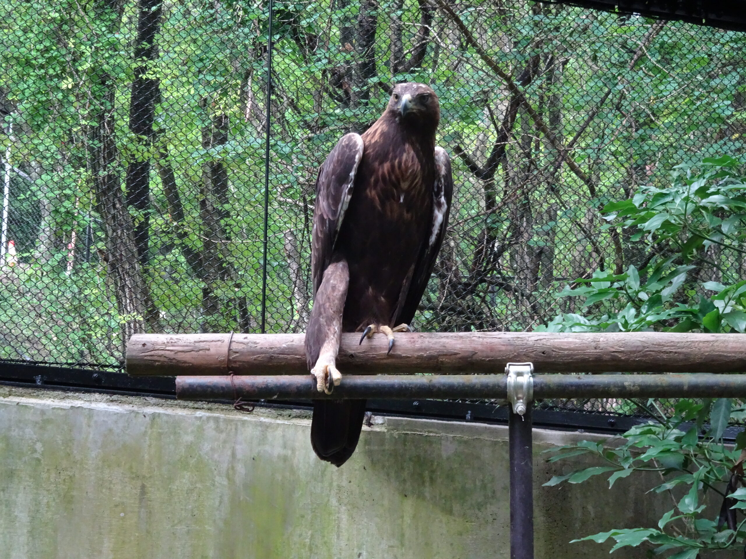 ニホンイヌワシ - 盛岡観光におすすめ！ 盛岡市動物公園 ZOOMO【公式】｜お土産も充実