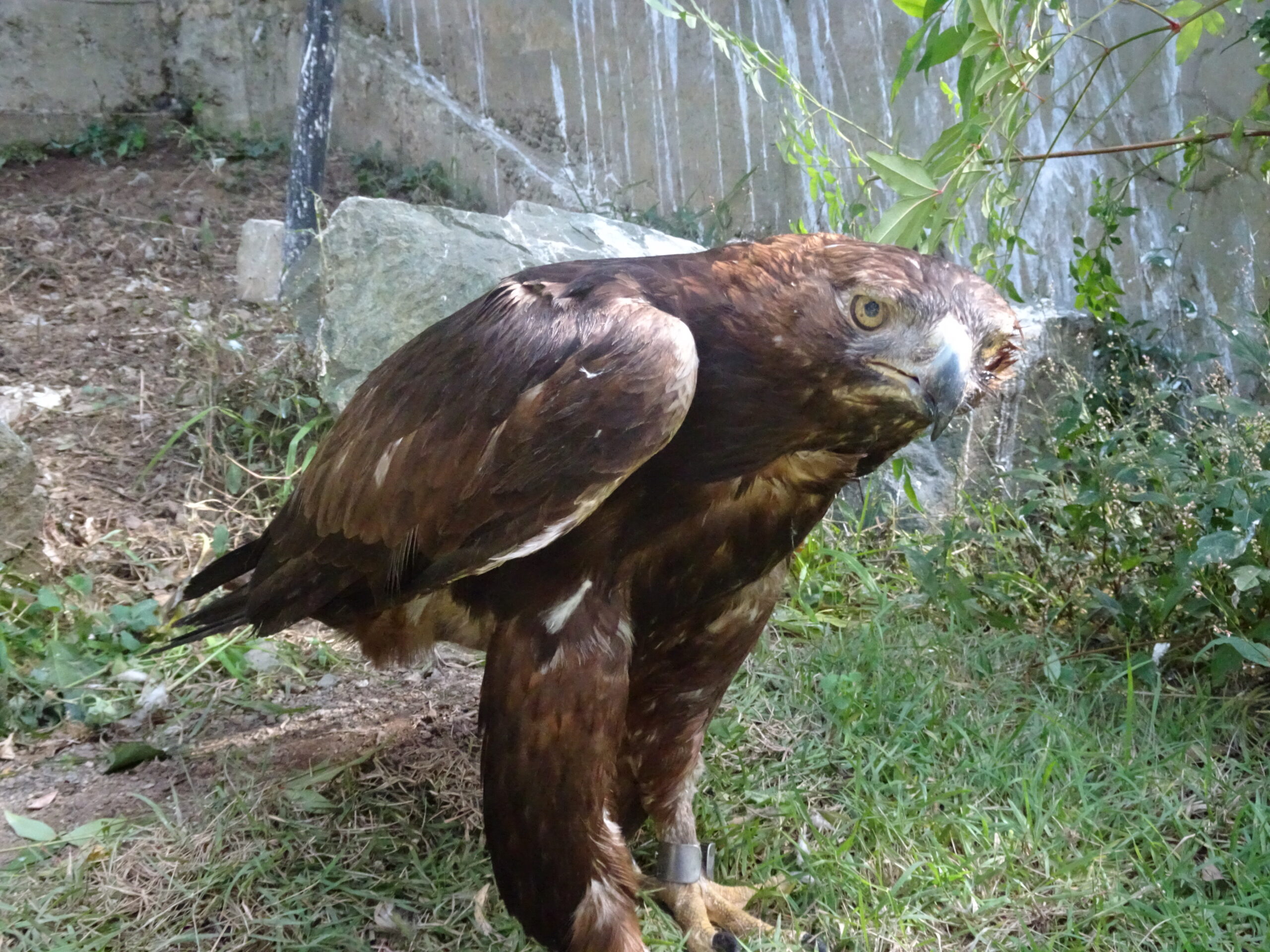 ニホンイヌワシ - 盛岡観光におすすめ！ 盛岡市動物公園 ZOOMO【公式】｜お土産も充実