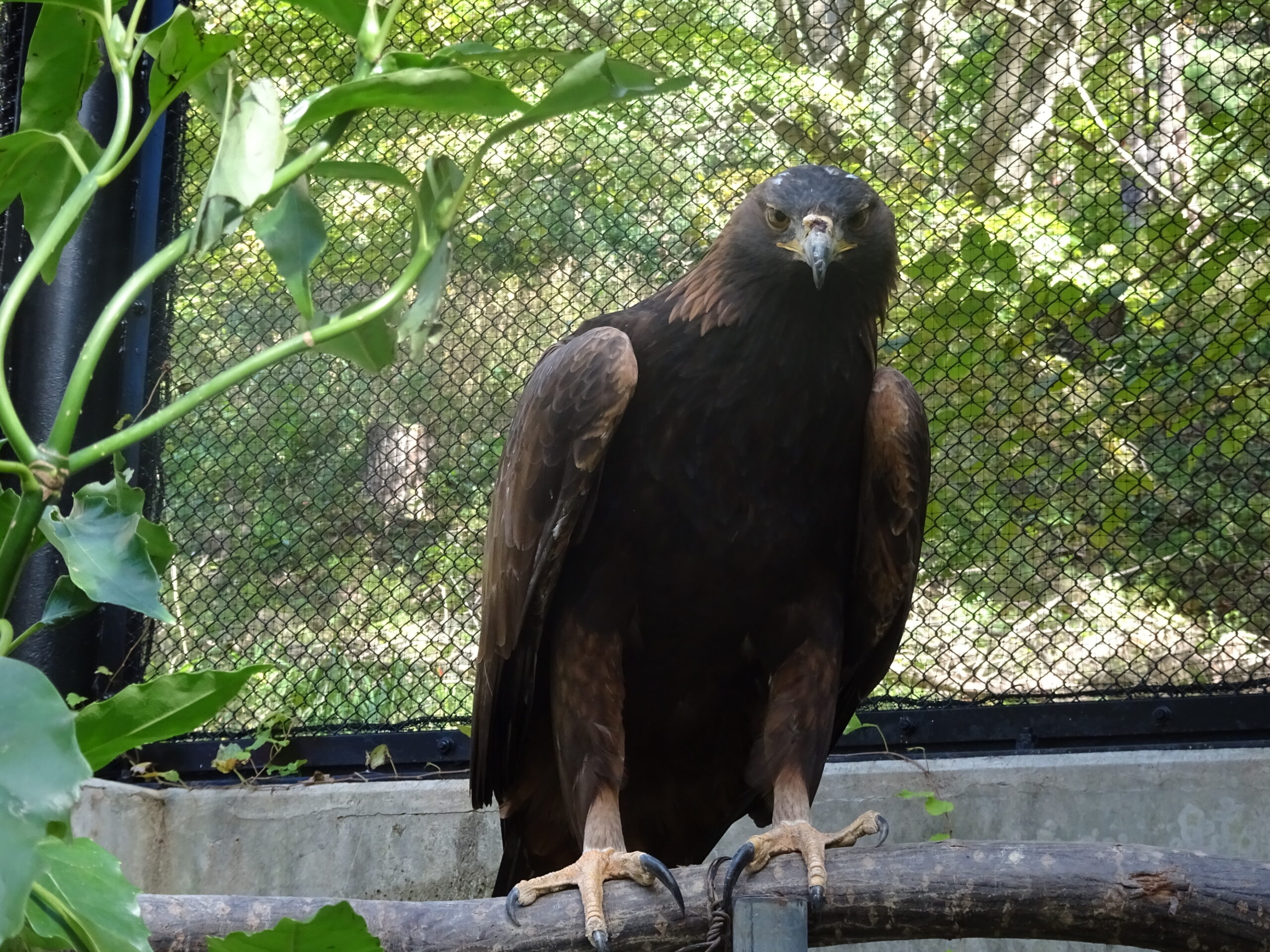ニホンイヌワシ - 盛岡観光におすすめ！ 盛岡市動物公園 ZOOMO【公式】｜お土産も充実