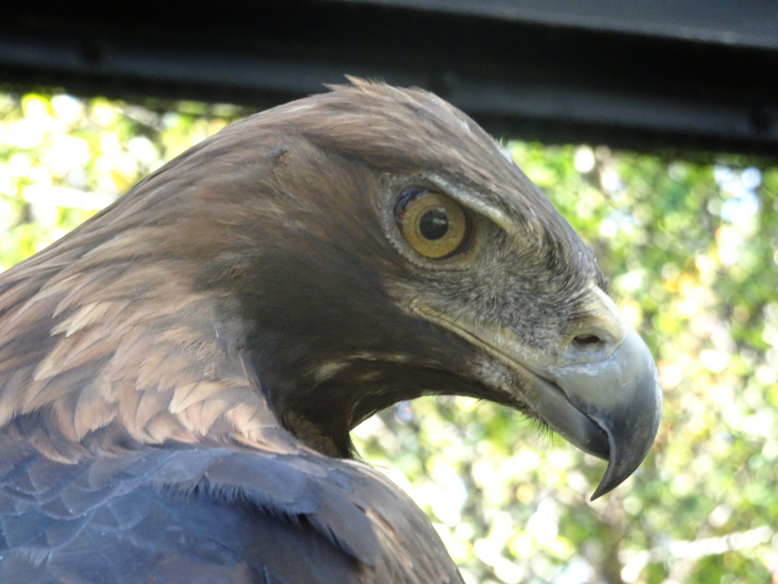ニホンイヌワシ - 盛岡観光におすすめ！ 盛岡市動物公園 ZOOMO【公式】｜お土産も充実