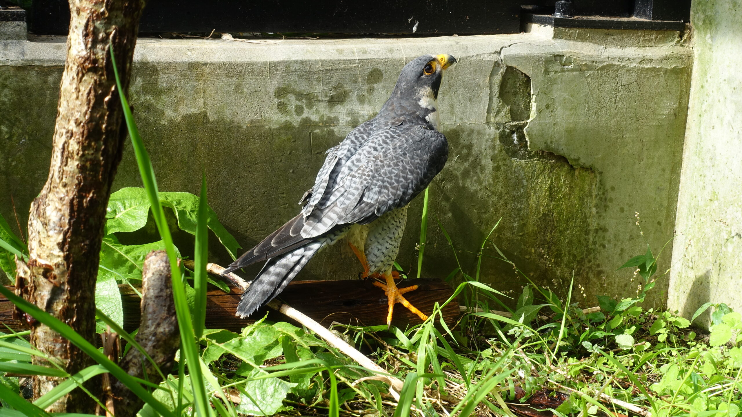 ハヤブサ - 盛岡観光におすすめ！ 盛岡市動物公園 ZOOMO【公式】｜お土産も充実