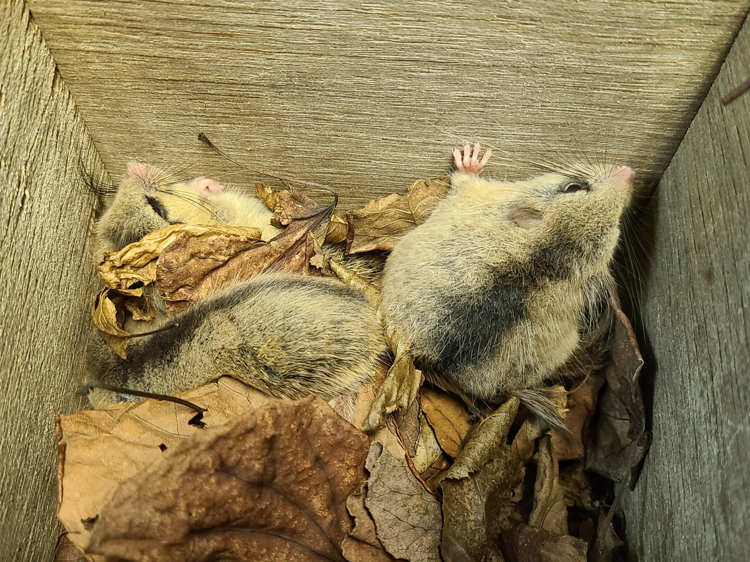 ヤマネ - 盛岡観光におすすめ! 盛岡市動物公園 ZOOMO【公式】|お土産も充実