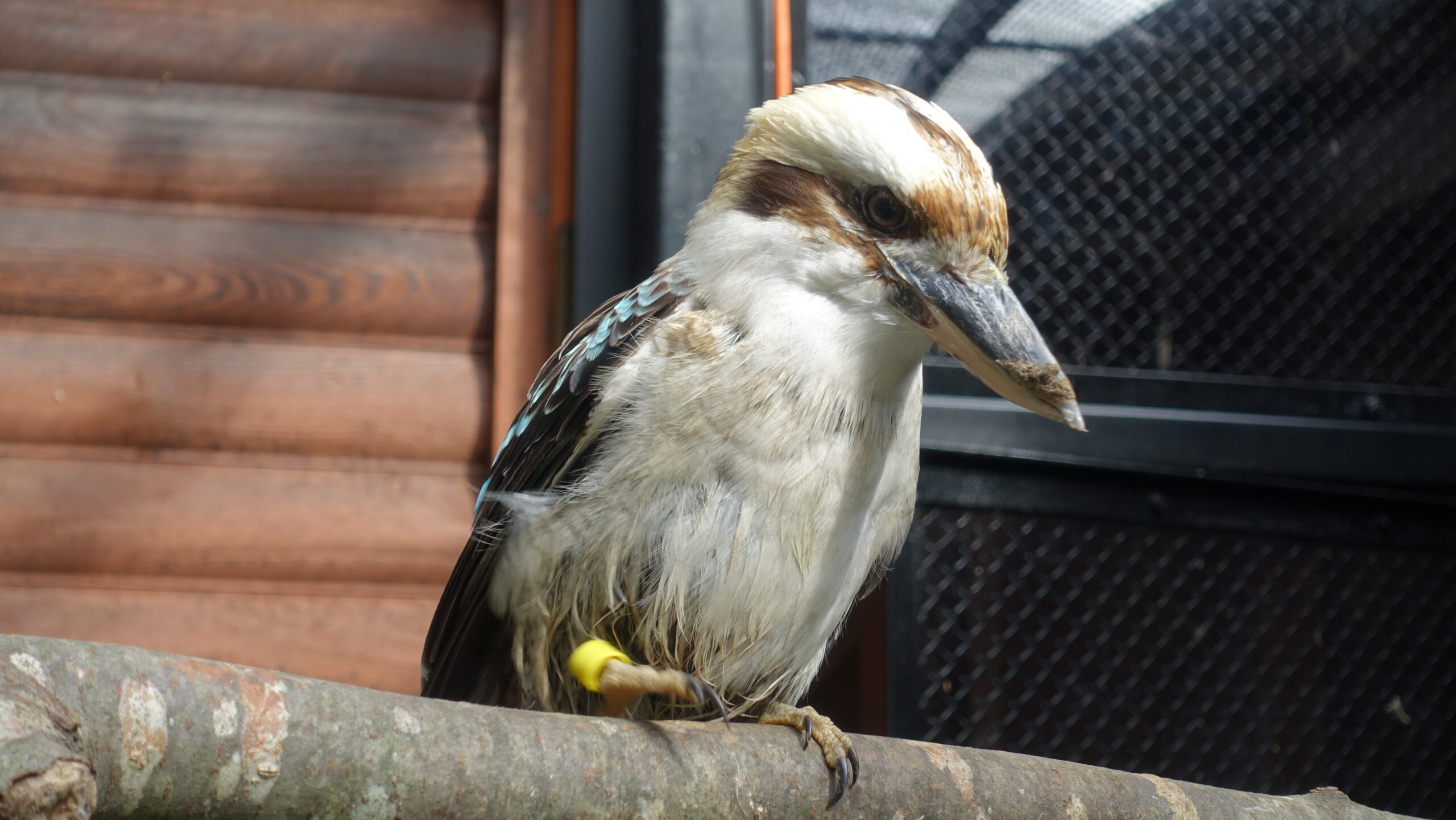 ワライカワセミ - 盛岡観光におすすめ！ 盛岡市動物公園 ZOOMO【公式】｜お土産も充実