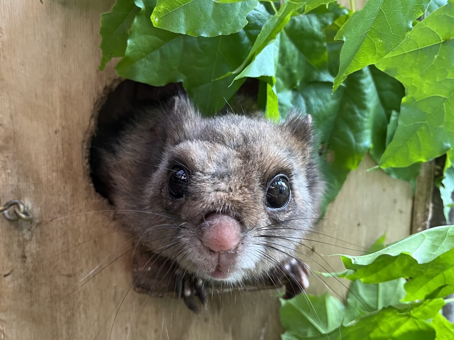ムササビ、ホンシュウモモンガの展示を再開しました。 - 盛岡観光におすすめ! 盛岡市動物公園 ZOOMO【公式】|お土産も充実