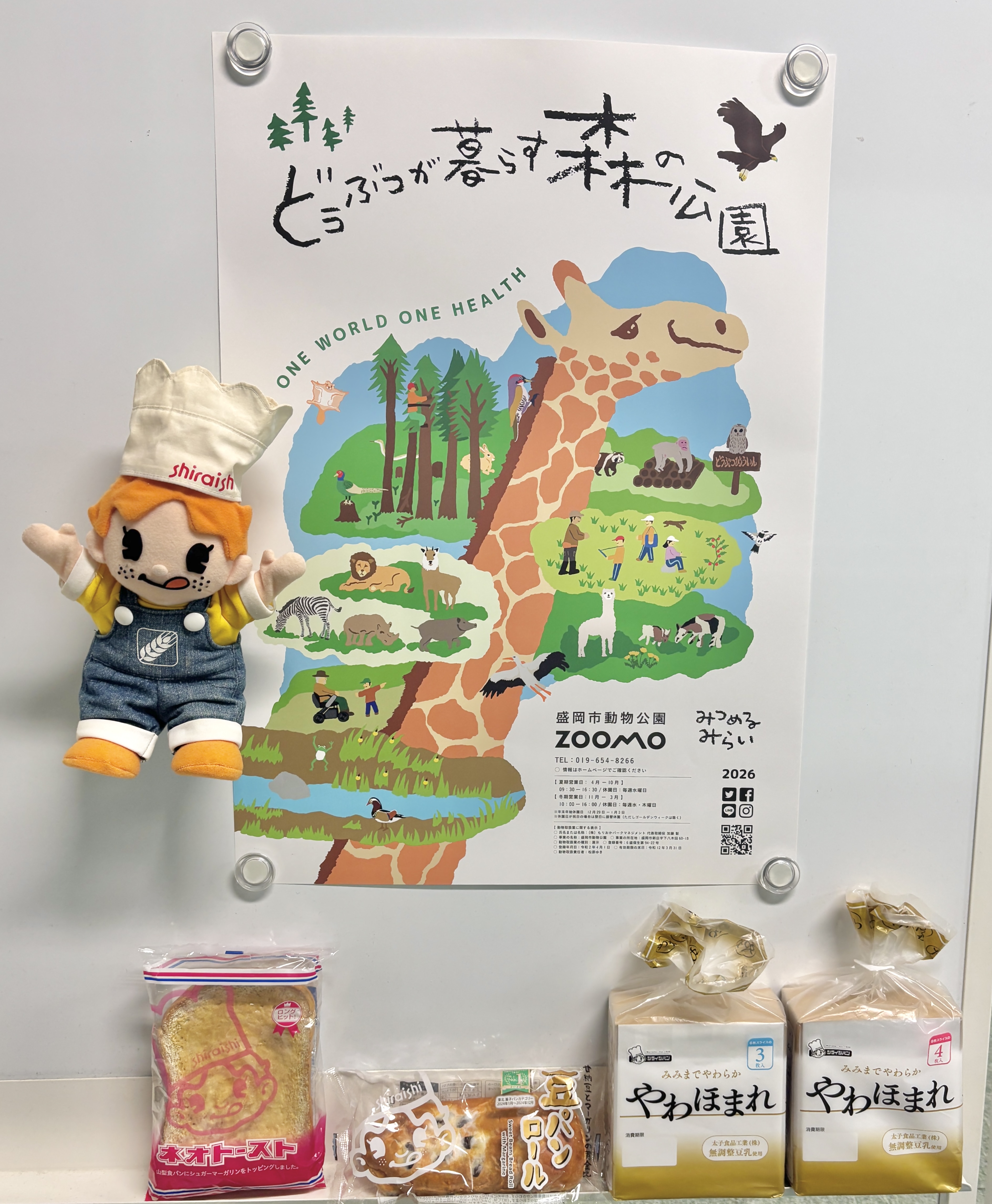 特別セール！MV% Zooコレクション　限定2/20 ウシ シライシパンポスター掲示.jpeg
